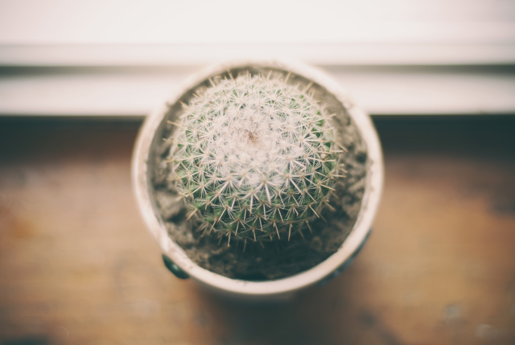 plant